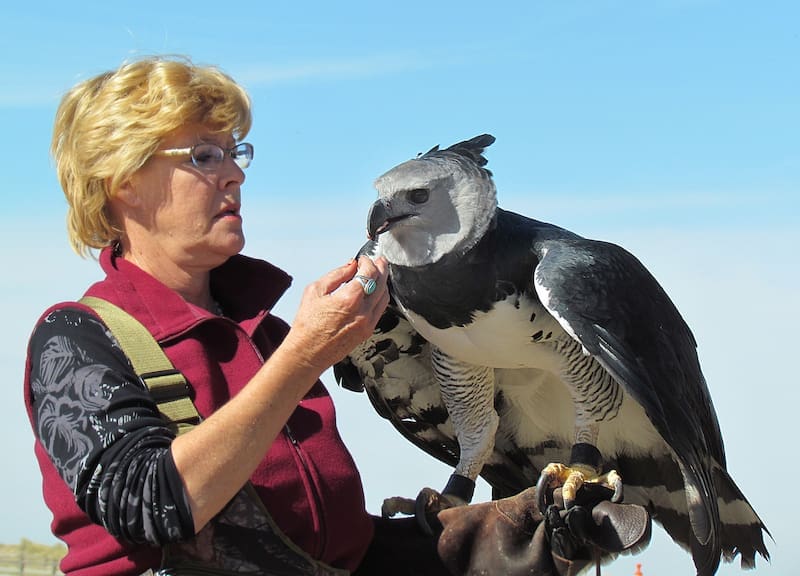 Hito en la conservación: avistan águila harpía tras 20 años en Argentina. (Fuente: Wikimedia)