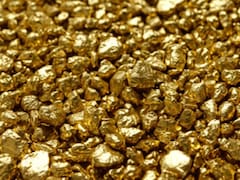 Descubren hongos que metabolizan el oro y quieren crear la “minería metabólica”: usaron organismos vivos para su extracción