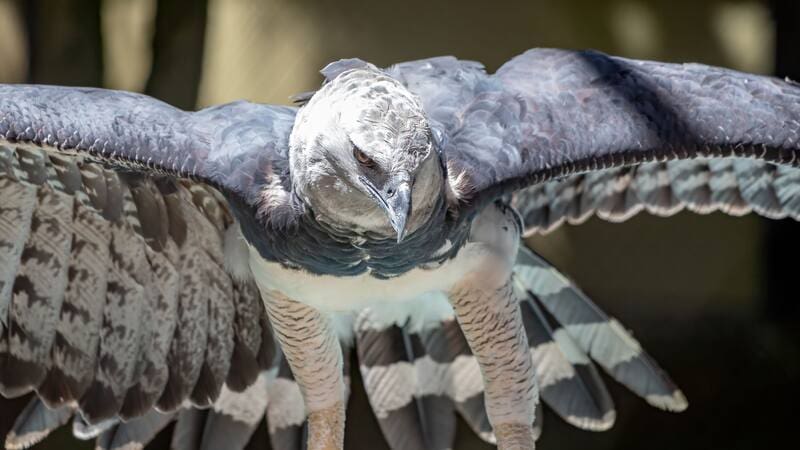 Un hallazgo histórico: fotografían un águila harpía en la selva misionera de Argentina (foto: archivo).