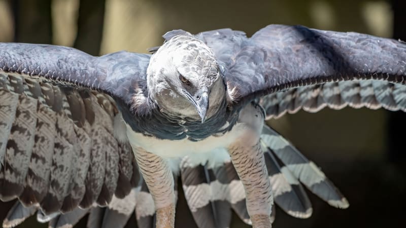 Un impresionante hallazgo de un águila harpía en la selva misionera de Argentina. (Fuente: Vecteezy)