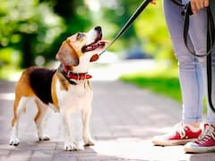 La nueva ley vigente en América Latina que regula qué hacer con las mascotas en caso de divorcio: ya no habrá más peleas