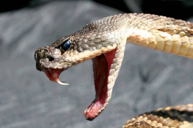 Descubrimiento en Singapur: reaparece serpiente considerada extinta tras 64 años de ausencia (foto: archivo).