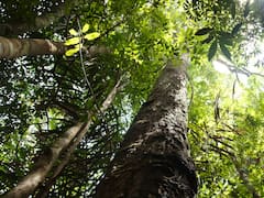 Colombia sorprende al mundo: su primer bosque comunitario recibe sello internacional y frena la deforestación