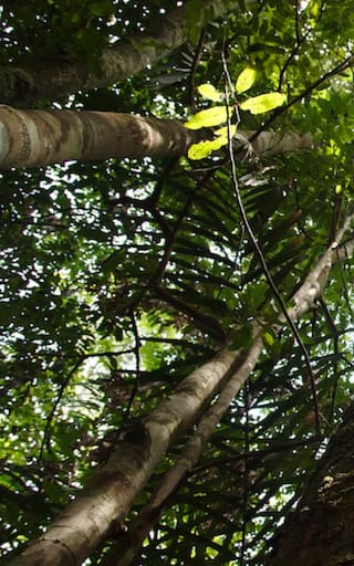 Colombia sorprende al mundo: su primer bosque comunitario recibe sello internacional y frena la deforestación