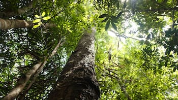 Colombia sorprende al mundo: su primer bosque comunitario recibe sello internacional y frena la deforestación