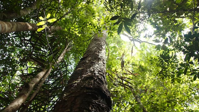 Colombia sorprende al mundo: su primer bosque comunitario recibe sello internacional y frena la deforestación