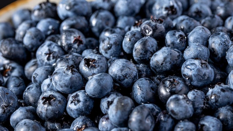 Los arándanos son muy recomendados para una mejor alimentación.