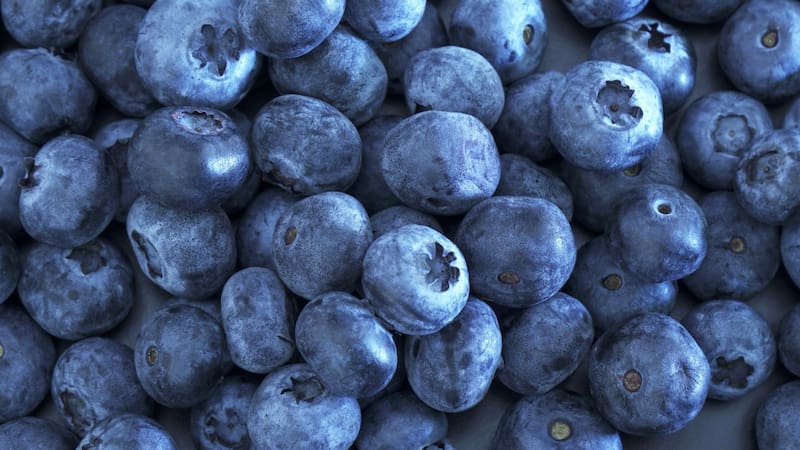 Los arándanos son muy recomendados para una mejor alimentación.