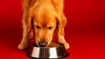 Retiran esta reconocida comida para perros Pedigree de los supermercados por riesgo de “perforación intestinal”