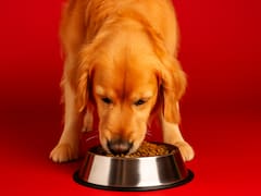 This well-known Pedigree dog food is being pulled from supermarkets over a risk of "intestinal perforation"