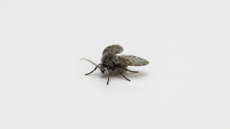 Cómo eliminar las pequeñas mosquitas que aparecen en el baño y la cocina.