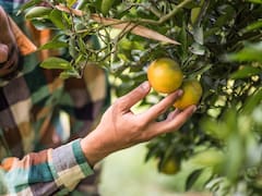 Cómo lograr florecer un limonero en casa: el secreto que pocos conocen y es empleado por jardineros expertos