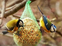 Cómo lograr que los pájaros visiten tu jardín en simples pasos
