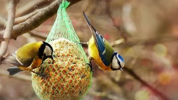 Cómo lograr que los pájaros visiten tu jardín en simples pasos