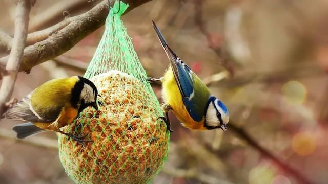 Cómo lograr que los pajaritos visiten tu jardín en simples pasos