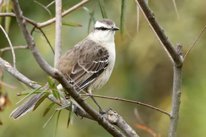 Cómo lograr que los pájaros visiten tu jardín en 3 simples pasos