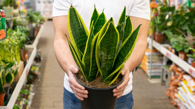 Cómo podar la lengua de suegra en otoño para que crezca más verde y el error común que puede dañarla