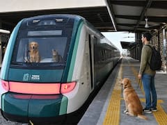 Ya está vigente | El Tren Maya cambió todas las reglas para mascotas y si no llevás estos documentos te pueden bajar del andén