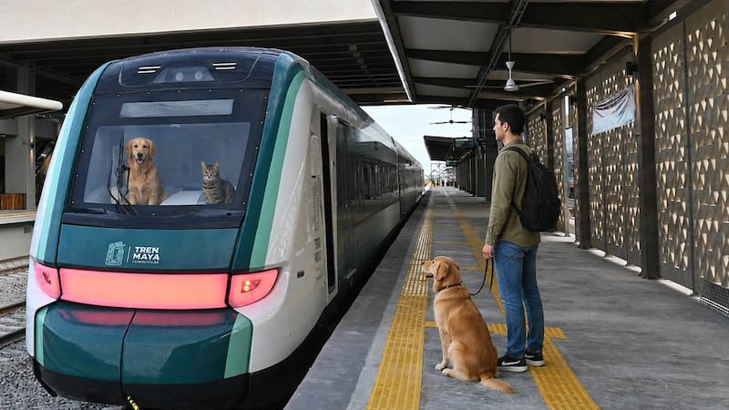 Listado completo de los animales que se pueden subir al Tren Maya.
