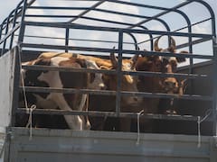 Transporte de ganado en alerta máxima: habrá controles más estrictos y mayores costos en todo el país ante esta amenaza