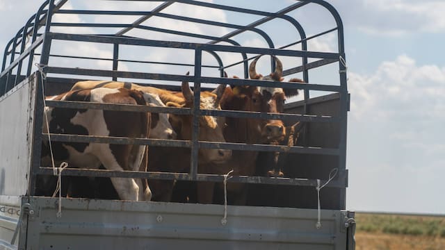 Transporte de ganado en alerta máxima: habrá controles más estrictos y mayores costos en todo el país ante esta amenaza