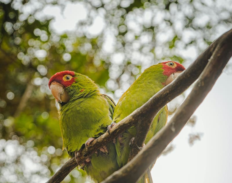 Con frecuencia, su canto estridente divide las aguas: están quienes lo aman y quienes lo sufren (Fuente: Archivo).