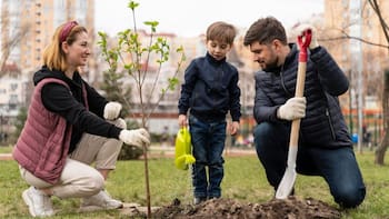 El árbol frutal que debes plantar en tu jardín: tiene poca raíz, no agrieta el suelo y da mucha sombra
