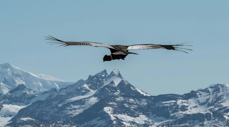 cóndor rewilding chile