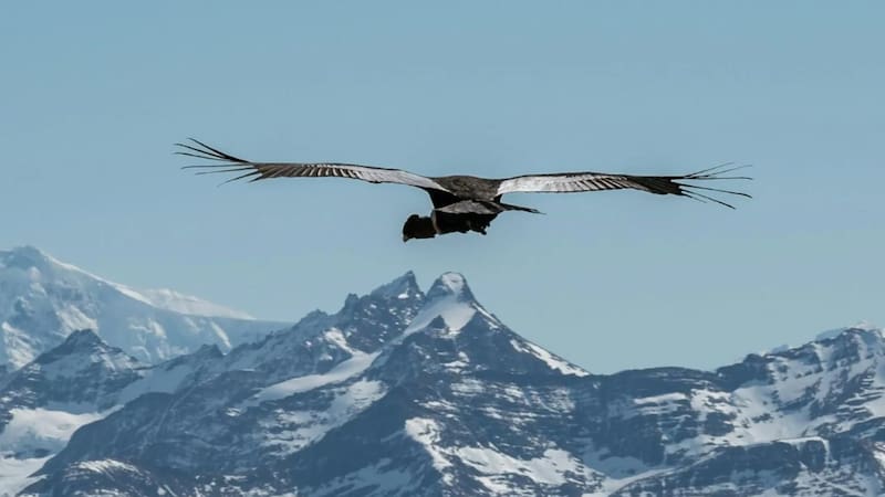 cóndor rewilding chile