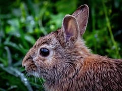 Descubrimiento histórico | Reaparece especie que se creía extinta tras más de un siglo: su principal amenaza es la tala y la caza