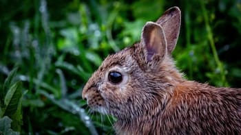 Descubrimiento histórico | Reaparece especie que se creía extinta tras más de un siglo: su principal amenaza es la tala y la caza