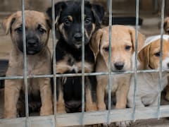 Confirmado | Por ley, los dueños de mascotas no podrán obligarlas a tener crías: así funcionará el Registro de Criadores de Animales