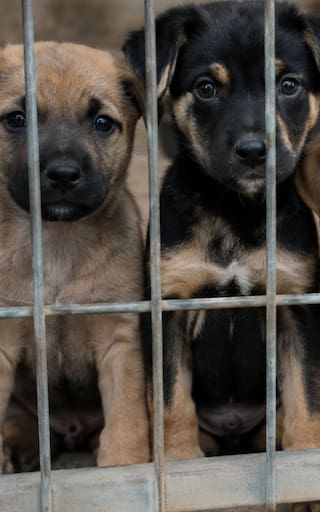 Confirmado | Por ley, los dueños de mascotas no podrán obligarlas a tener crías: así funcionará el Registro de Criadores de Animales
