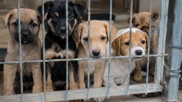 Confirmado | Por ley, los dueños de mascotas no podrán obligarlas a tener crías: así funcionará el Registro de Criadores de Animales