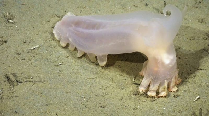 Loki (Peniagone sp.) es un equinodermo de aguas profundas, nombrado por sus cuernos similares a los del dios de la leyenda nórdica. Créditos: ROV SuBastian / Schmidt Ocean Institute.