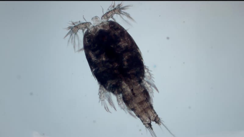 Copepod (Pseudotachidius sp.) forma parte de un grupo de crustáceos fundamentales en los ecosistemas de las profundidades marinas. Créditos: The Nippon Foundation-Nekton Ocean Census / Schmidt Ocean Institute.