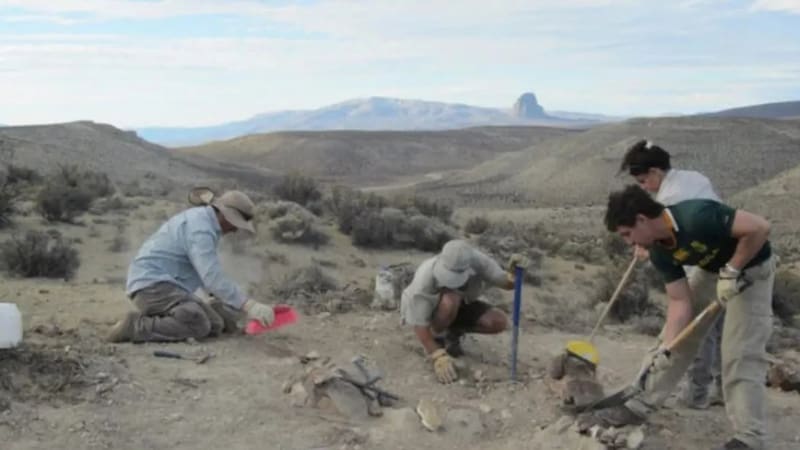 Un equipo de investigadores del CONICET y del Museo Paleontológico Egidio Feruglio (MEF) confirmó el descubrimiento .