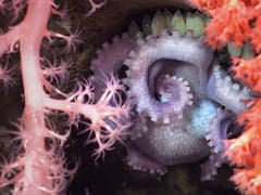 Del mar argentino a la ciencia mundial: confirman 57 especies nuevas y ya preparan otra expedición