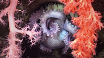 Del mar argentino a la ciencia mundial: confirman 57 especies nuevas y ya preparan otra expedición