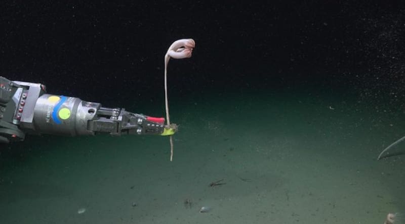 La pluma de mar Pseudumbellula sp. Créditos: ROV SuBastian / Schmidt Ocean Institute.