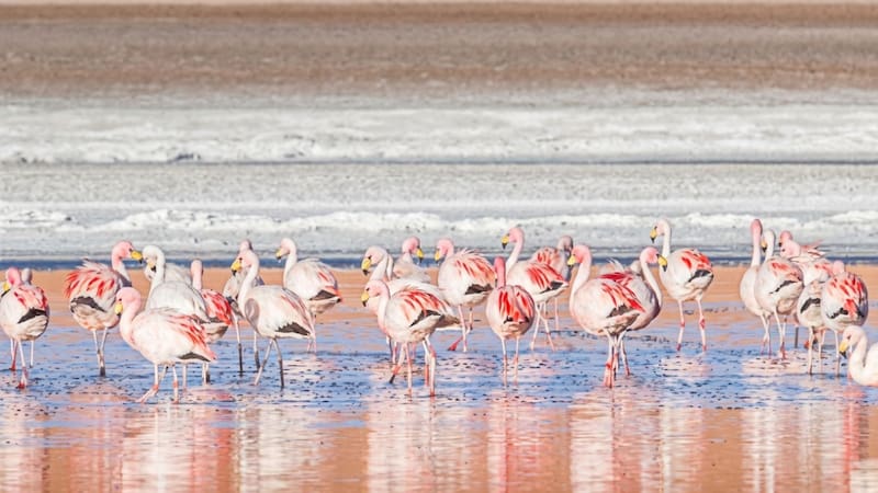 La Laguna Santa María cuenta con un espejo de agua a 65 kilómetros del pueblo donde conviven flamencos, vicuñas y guanacos.