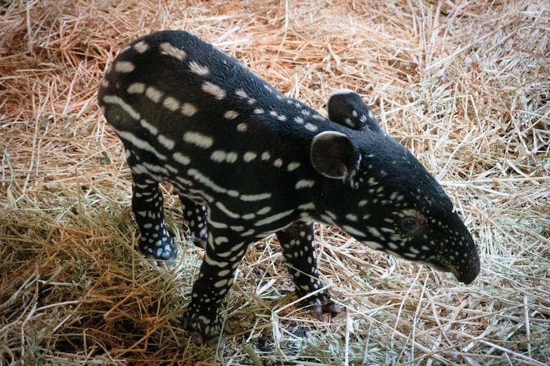 España hace historia con el nacimiento de este animal en peligro de extinción: desde hace 20 años luchan por su conservación