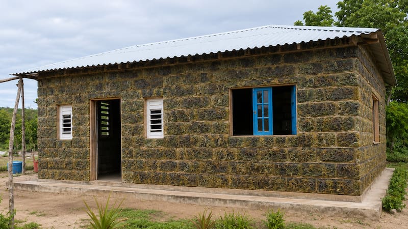 Construyen una casa con algas marinas.