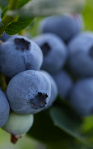 Comer arándanos sin pelar antes del desayuno: cinco razones para hacerlo todos los días