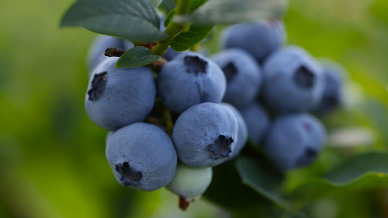 Incluir arándanos en la alimentación puede marcar una gran diferencia en la salud visual (Fuente: Archivo).