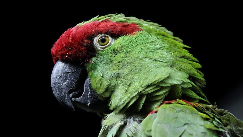 <div class="migrated-promo-image__description"><div class="migrated-promo-image__source">Fuente: Wikimedia</div></div>