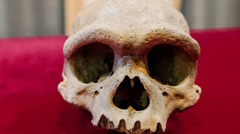 The discovery offers new clues about one of the most enigmatic human lineages and could reshape what scientists know about the appearance of these ancient human relatives. Credits: Hebei GEO University.