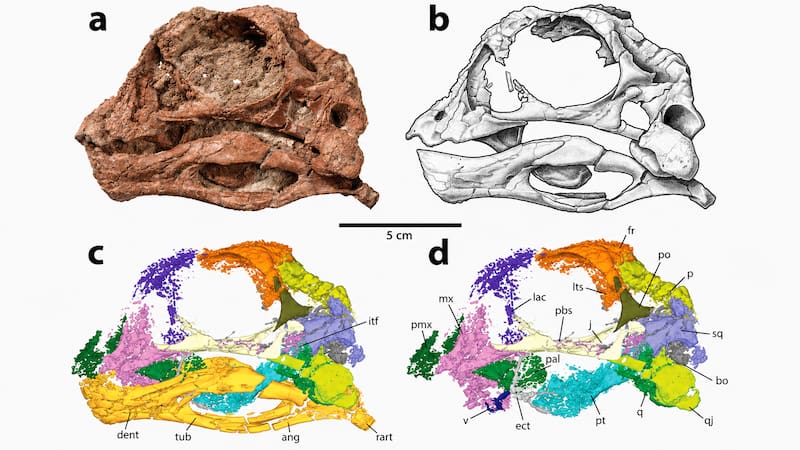 Cráneo preservado del holotipo de Infernogallus jamesi. La figura combina una fotografía del fósil, un dibujo anatómico y reconstrucciones obtenidas mediante microtomografía computarizada, que permitieron analizar con detalle la estructura del cráneo y de la mandíbula del dinosaurio.