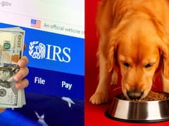 Confirmado | Entregarán 1.000 dólares a los dueños de mascotas que reclamen este “crédito fiscal perruno” antes del 15 de abril