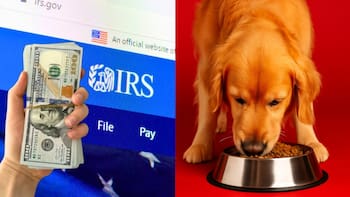 Confirmado | Entregarán 1.000 dólares a los dueños de mascotas que reclamen este “crédito fiscal perruno” antes del 15 de abril